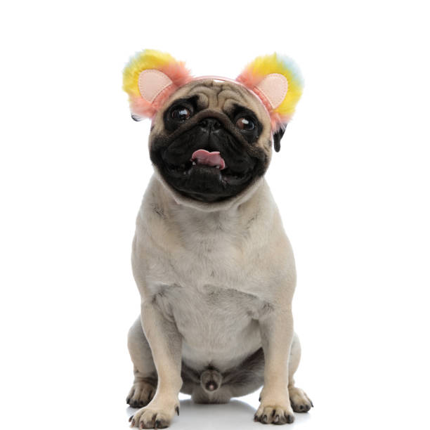 istock Pug panting and wearing a headband with colorful fluffy ears 1180068455