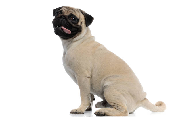 istock Side view of a clumsy pug panting and sitting 1180068465