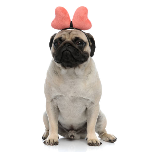 istock Upset pug wearing a headband with a pink bow 1180068478
