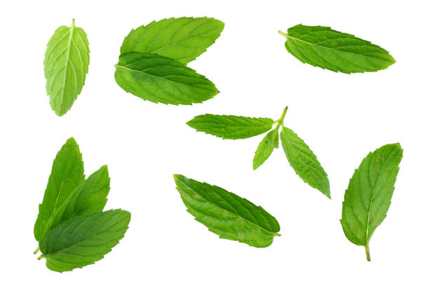 istock Fresh mint leaves isolated on white background. top view 1180068503