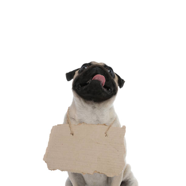 istock Hopeful pug looking up with a sign around his neck 1180068506