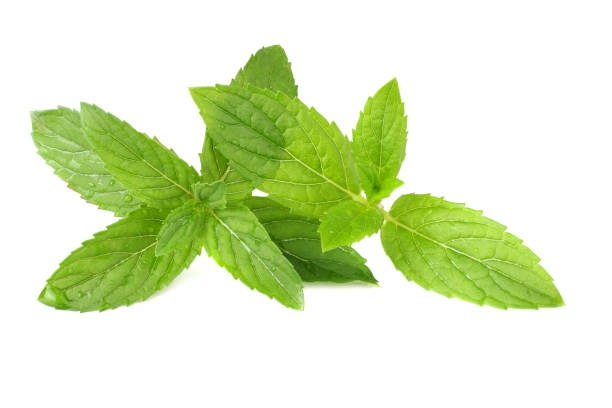istock Fresh mint leaves isolated on white background 1180068538