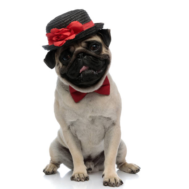 istock Adorable pug wearing a hat with a flower decoration 1180068574