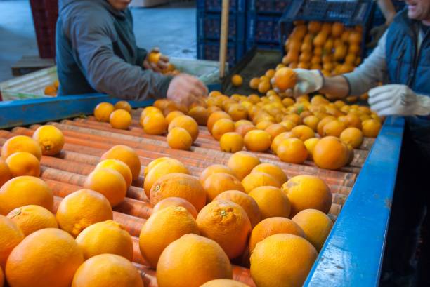 istock The working of orange fruits 1180069535