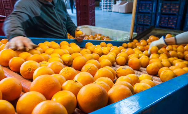 istock The working of orange fruits 1180069757