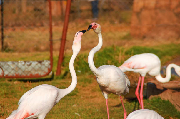 istock A pair of Greater Flamingos (Phoenicopterus roseus) 1180070124
