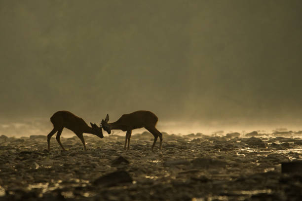 istock Roe deer buck (Capreolus capreolus) in the water. Bieszczady Mountains. Poland 1180071304
