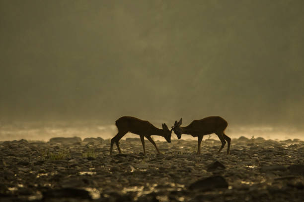 istock Roe deer buck (Capreolus capreolus) in the water. Bieszczady Mountains. Poland 1180071453