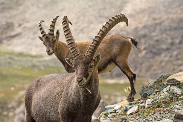istock Alpine Ibex (Capra ibex), Gran Paradiso National Park, Italy 1180072214