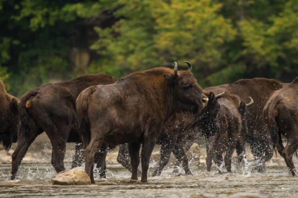 istock European bison (Bison bonasus) in the river. 1180072332
