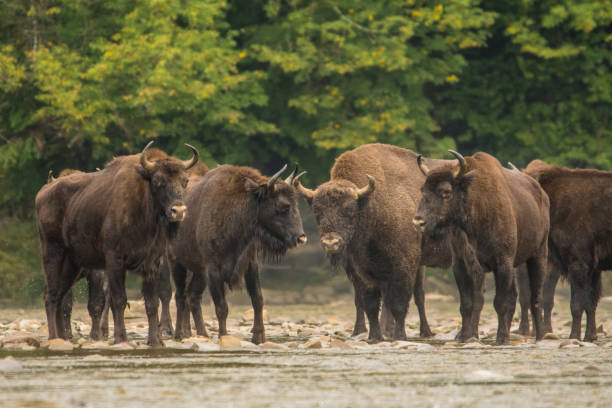 istock European bison (Bison bonasus) in the river. 1180072369