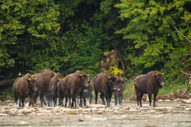 istock European bison (Bison bonasus) in the river. 1180072638