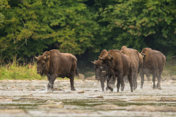 istock European bison (Bison bonasus) in the river. 1180072755