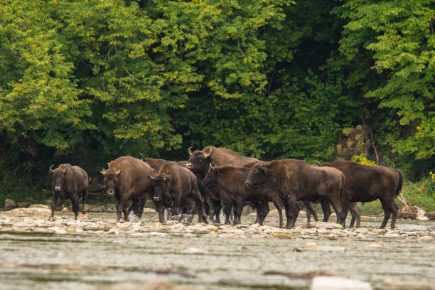 istock European bison (Bison bonasus) in the river. 1180073014
