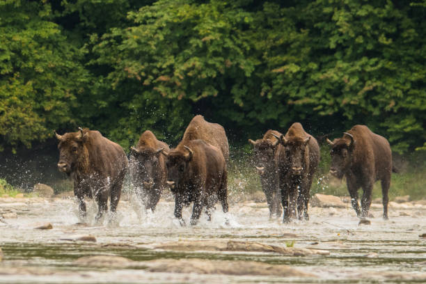 istock European bison (Bison bonasus) in the river. 1180073836