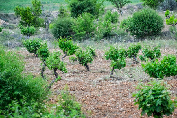 istock Vineyards in the form of tree, grape garden. 1180073950