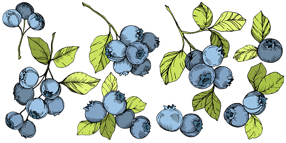 Vector Blueberry gree and blue engraved ink art. Berries and green leaves. Leaf plant botanical garden floral foliage. Isolated blueberry illustration element.