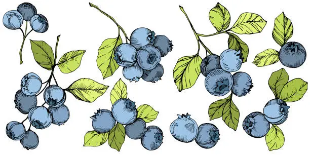Vector illustration of Vector Blueberry green and blue engraved ink art. Berries and green leaves. Isolated blueberry illustration element.