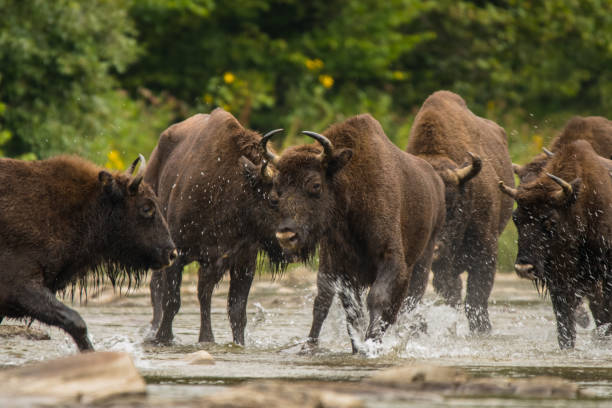 istock European bison (Bison bonasus) in the river. 1180074189