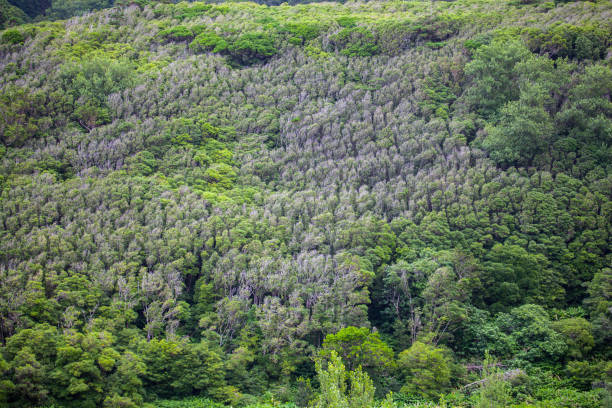 istock Green tropical pattern on Flores, Azores 1180074789