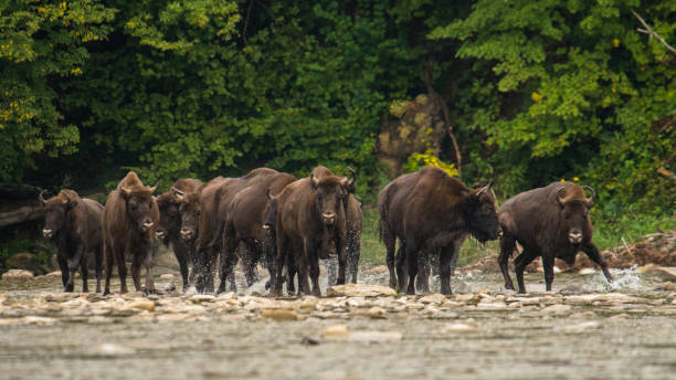 istock European bison (Bison bonasus) in the river. 1180075018