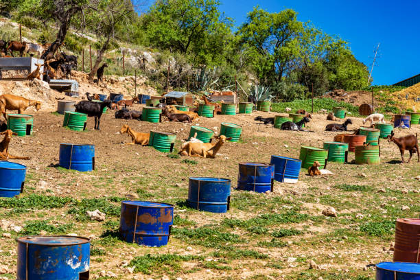 capre vicino ad algodonales in provincia di cadice, andalusia, spagna - kid goat goat milk young animal foto e immagini stock