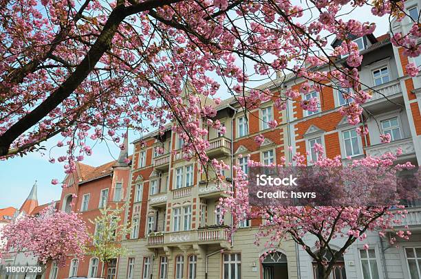 Cerejeira Em Flor Em Rathenow Alemanha - Fotografias de stock e mais imagens de Alemanha - Alemanha, Alemanha Oriental, Ao Ar Livre