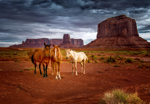 Three horses in the Monument Valley desert wandering around.