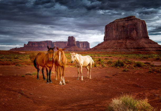 three horses in the desert - monument valley navajo mesa monument valley tribal park imagens e fotografias de stock
