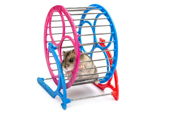 istock Hamster in wheel on white background. 1180075510