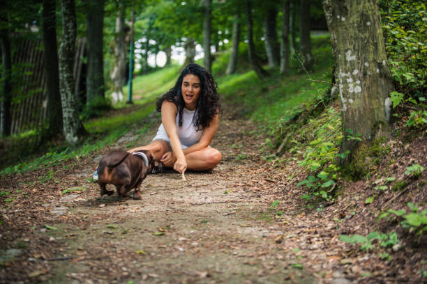 bonita mujer joven jugando con el perro - pet toy dachshund dog toy fotografías e imágenes de stock