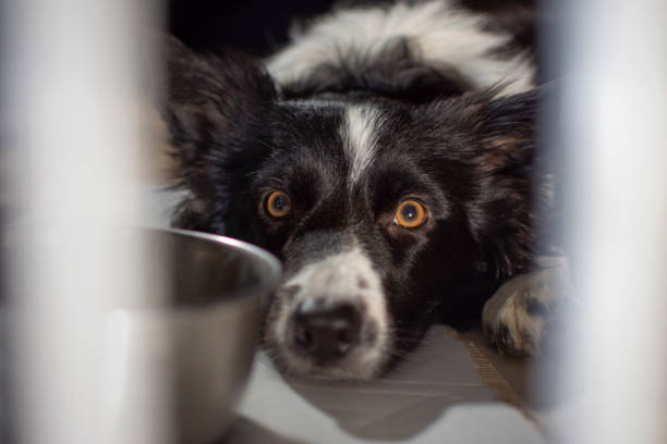 istock Portrait (close up) of a sad and scared dog in a cage. 1180076751