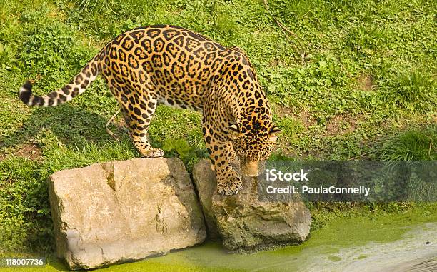 Jaguar A Specchio Dacqua - Fotografie stock e altre immagini di Giaguaro - Felino - Giaguaro - Felino, Acqua, Animale selvatico