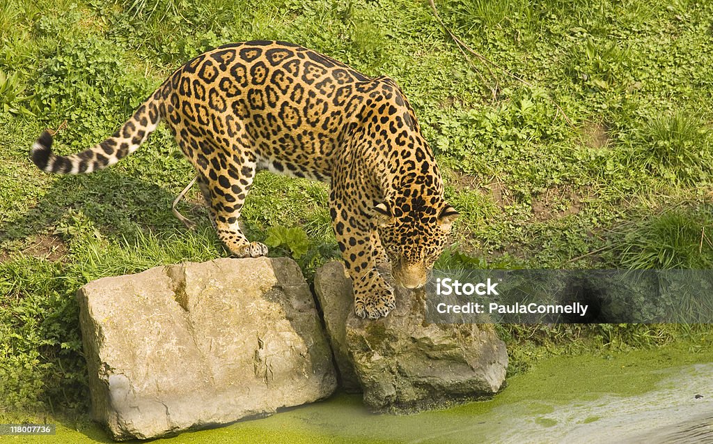 Jaguar na piscina natural - Foto de stock de Jaguar - Gato royalty-free