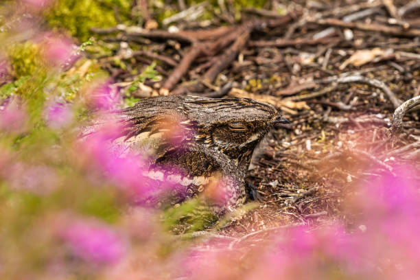 istock Nightjar in pink heather 1180077465