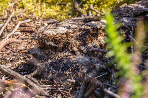 Nightjar mother and chick Colour wildlife portrait of Female Nightjar mother snuggled up to chick european nightjar caprimulgus europaeus stock pictures, royalty-free photos & images