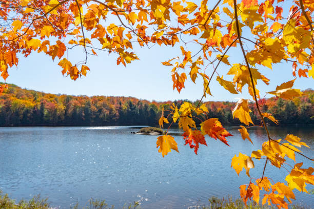colores de otoño en mayflower lake of arrowhead provincial park, huntsville, ontario, canadá. - arrowhead fotografías e imágenes de stock