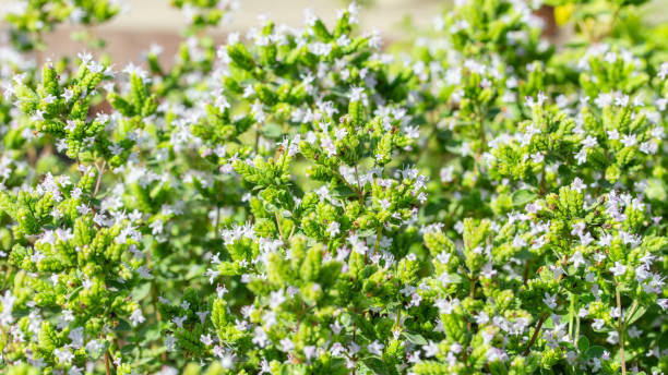 istock Fresh natural oregano blooming with lilac flowers, panoramic background. Aromatic herb, fragrant oregano plant 1180080047