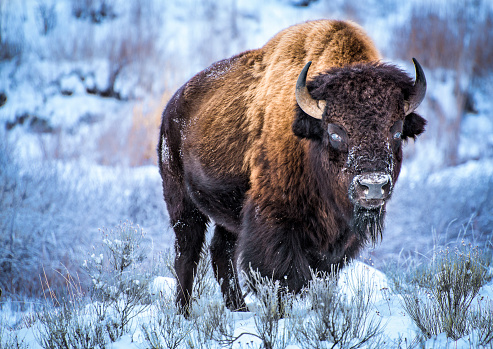 Frontal view of  American Bison in snow - Yellowstone National Park.