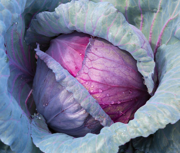 istock Red Cabbage close up in a farm field. 1180081051