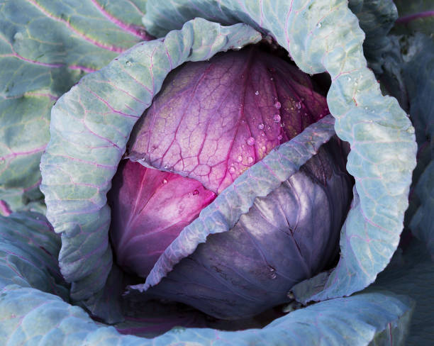 Red Cabbage close up in a farm field. Red Cabbage close up in a farm field. Cabbage with water drop. red cabbage stock pictures, royalty-free photos & images