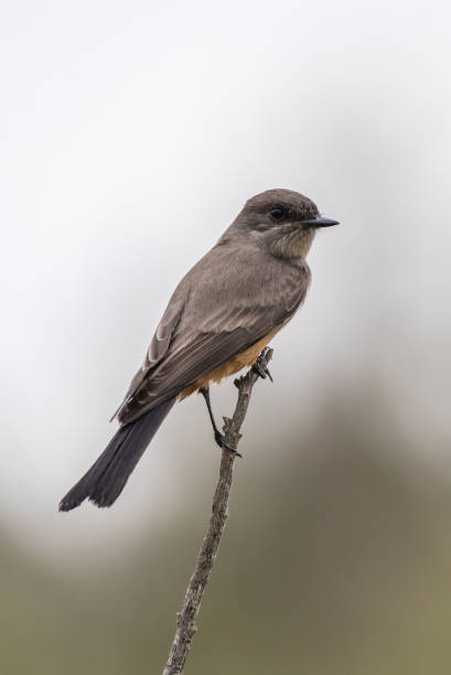 istock Animal encounters in the outdoors. 1180081612