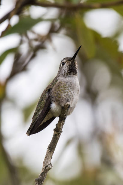 istock Animal encounters in the outdoors. 1180081621