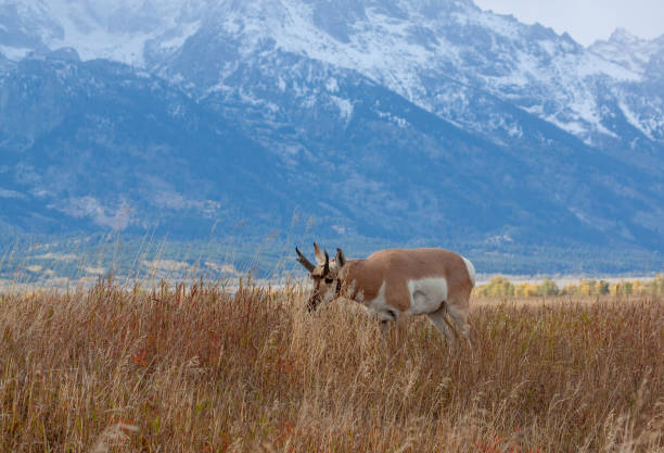 istock Pronghorn Antelope Buck in Autumn 1180081954
