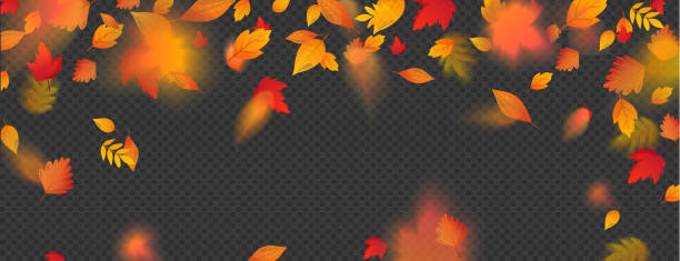 orange fallen bunte blätter fliegen fallende wirkung. - autumn leaf falling panoramic stock-grafiken, -clipart, -cartoons und -symbole