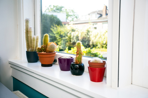 Various types of cactus on the white windowsill, modern interior home, various colors