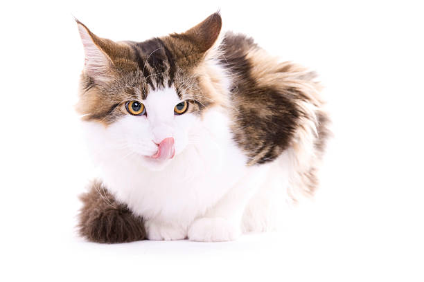 Big-headed obese cat looking up