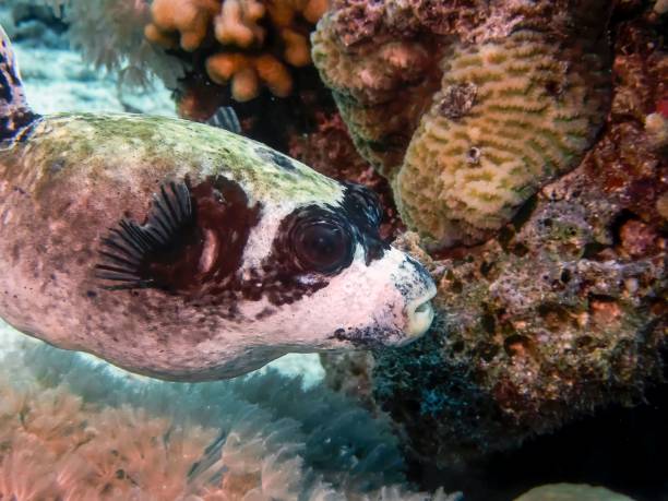istock Masked Puffer (Arothron diadematus) in the Red Sea 1180087479