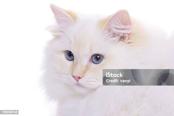 Gato Com Olhos Azuis Branco - Fotografias de stock e mais imagens de Animal - Animal, Animal Doméstico, Animal de Estimação