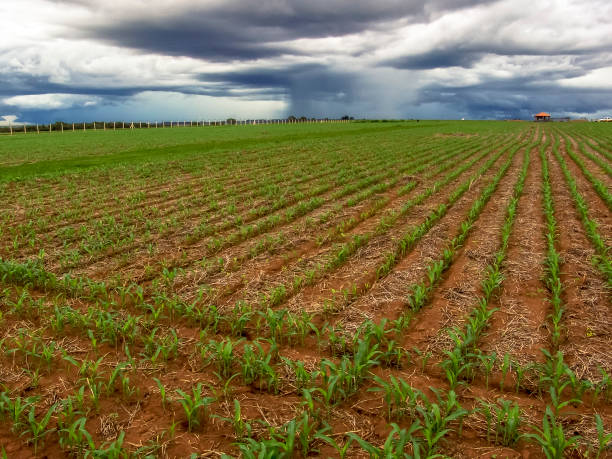 nuvens escuras sobre o campo de milho pequeno em brasil - storm corn rain field - fotografias e filmes do acervo